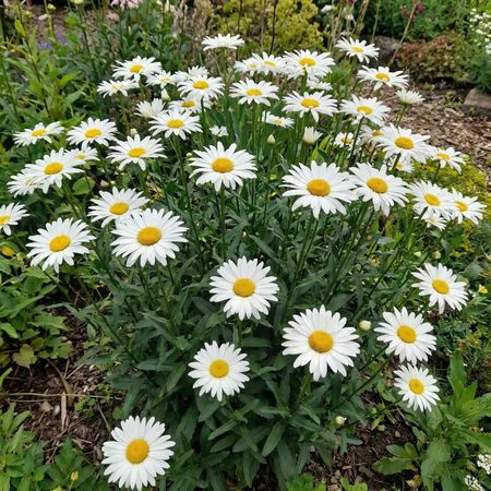Shasta, Daisy Seeds - 1 Pound image number null